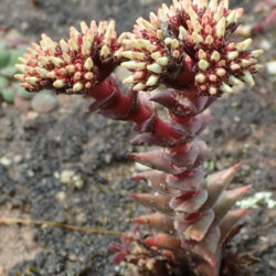 Buds of Crassula alpestris, commonly known as Sand-coated Crassula