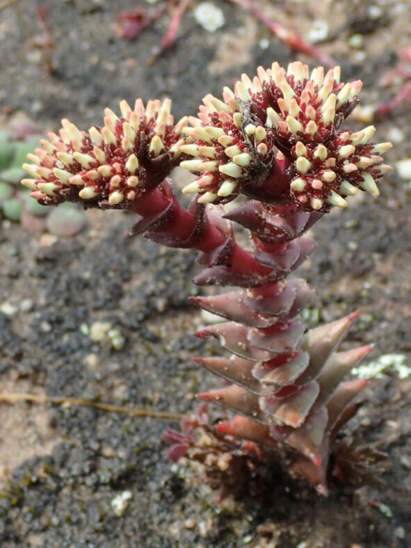Buds of Crassula alpestris, commonly known as Sand-coated Crassula