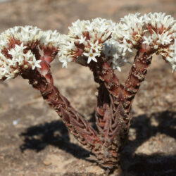 Flowers of Crassula alpestris, commonly known as Sand-coated Crassula