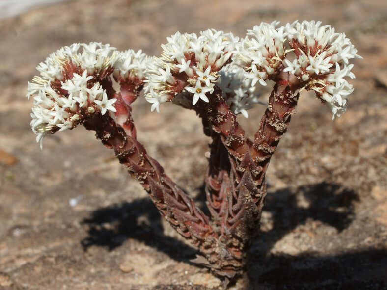 Flowers of Crassula alpestris, commonly known as Sand-coated Crassula