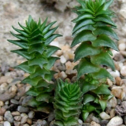 Crassula alpestris, commonly known as Sand-coated Crassula