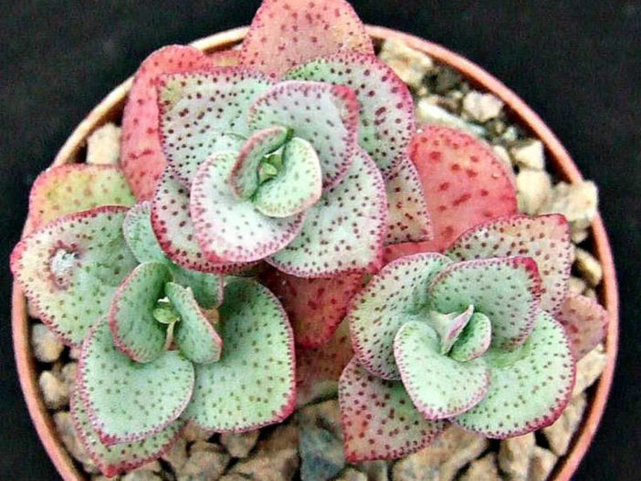 Crassula cordata - Heart-leaved Crassula