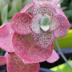 Crassula cordata - Heart-leaved Crassula