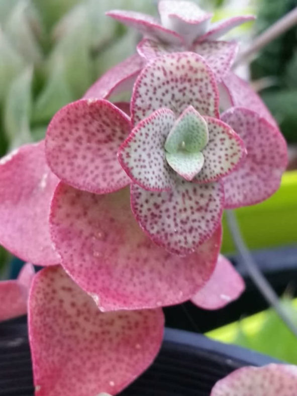 Crassula cordata - Heart-leaved Crassula