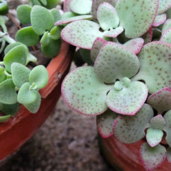 Crassula cordata - Heart-leaved Crassula