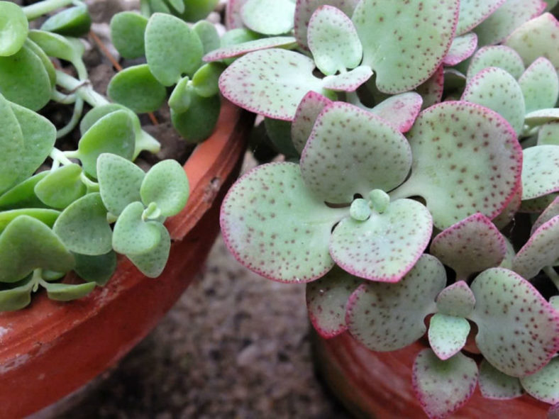 Crassula cordata - Heart-leaved Crassula