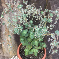 Crassula cordata - Heart-leaved Crassula
