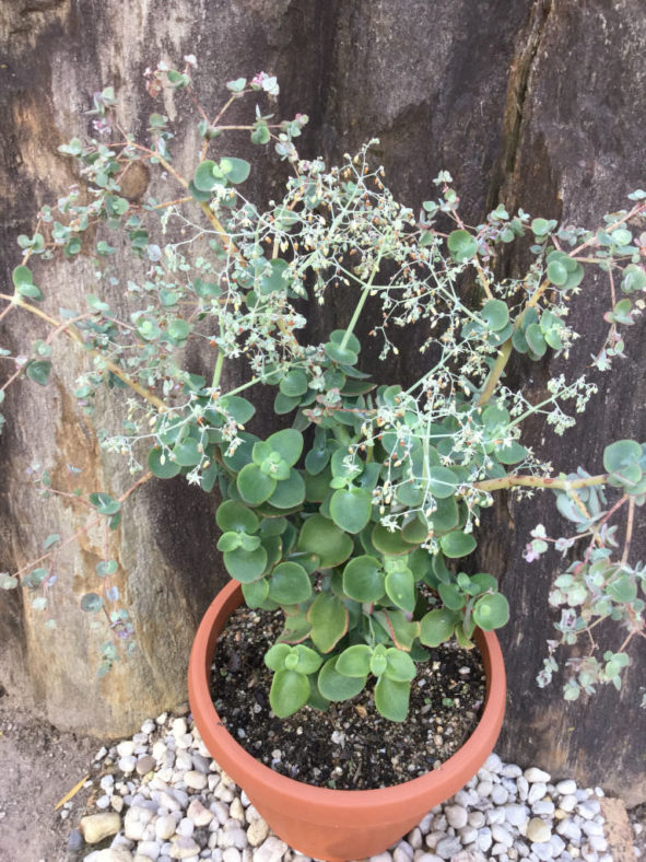 Crassula cordata - Heart-leaved Crassula