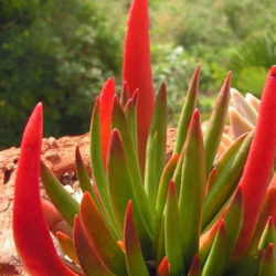 Crassula nudicaulis 'Devil's Horns'