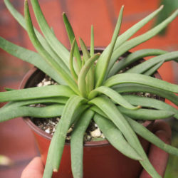 Crassula nudicaulis 'Devil's Horns'