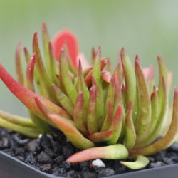 Crassula nudicaulis 'Devil's Horns'