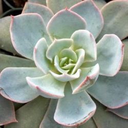 Echeveria 'Morning Beauty' - Morning Beauty Echeveria