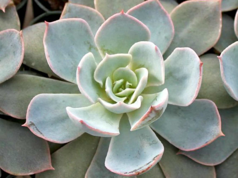 Echeveria 'Morning Beauty' - Morning Beauty Echeveria