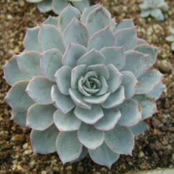 Echeveria 'Morning Beauty' - Morning Beauty Echeveria