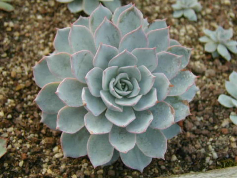 Echeveria 'Morning Beauty' - Morning Beauty Echeveria