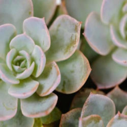 Echeveria 'Morning Beauty' - Morning Beauty Echeveria