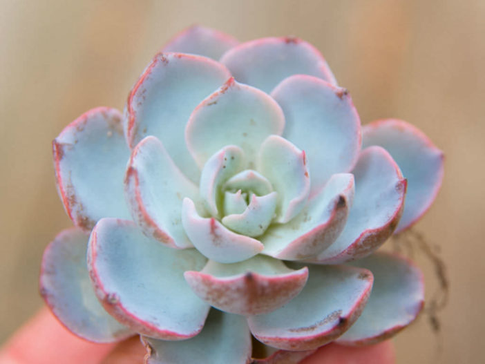 Echeveria 'Morning Beauty' - Morning Beauty Echeveria