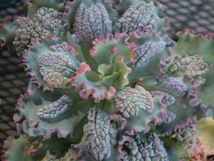 Echeveria 'Sea Dragon'