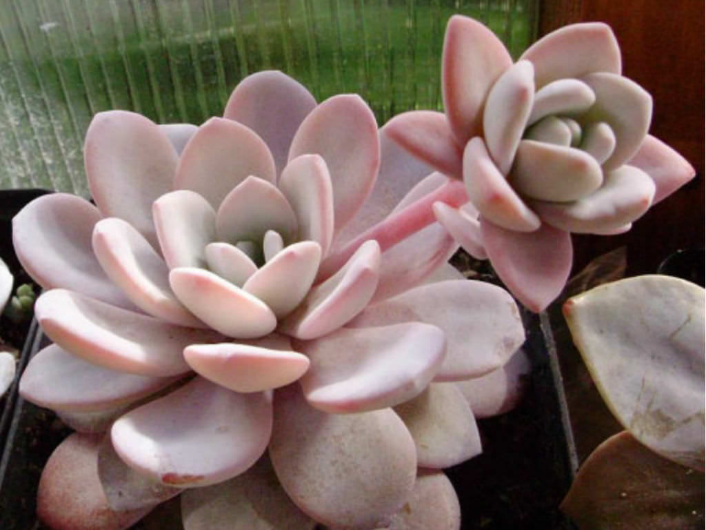 Echeveria laui • World of Succulents