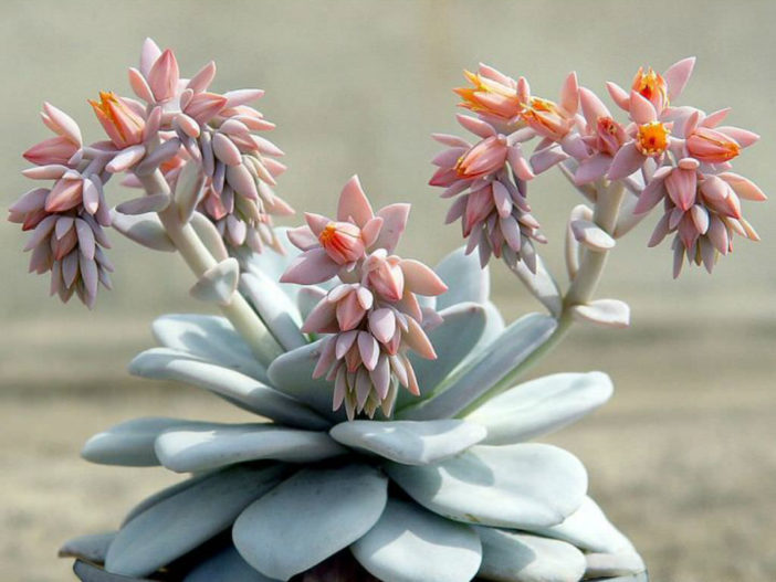 Echeveria laui | World of Succulents