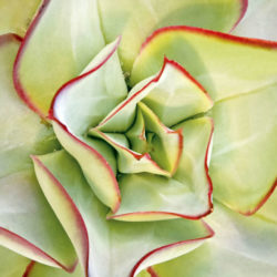 Echeveria subrigida 'Fire and Ice' - Red Edge Echeveria