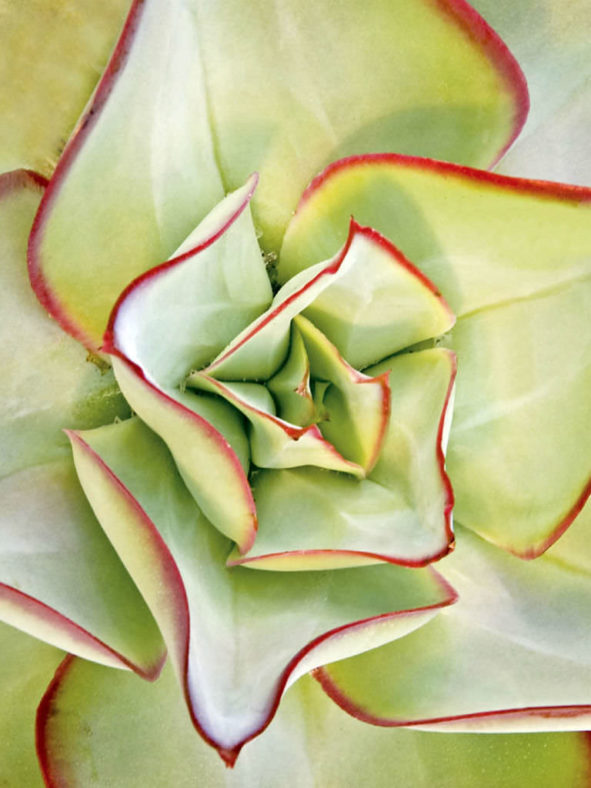 Echeveria subrigida 'Fire and Ice' - Red Edge Echeveria