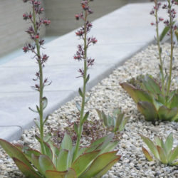 Echeveria subrigida 'Fire and Ice' - Red Edge Echeveria