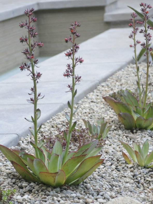Echeveria subrigida 'Fire and Ice' - Red Edge Echeveria