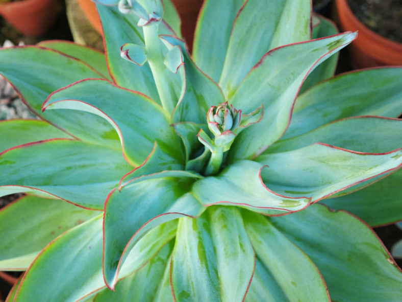 Echeveria subrigida 'Fire and Ice' - Red Edge Echeveria