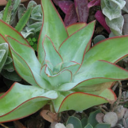Echeveria subrigida 'Fire and Ice' - Red Edge Echeveria