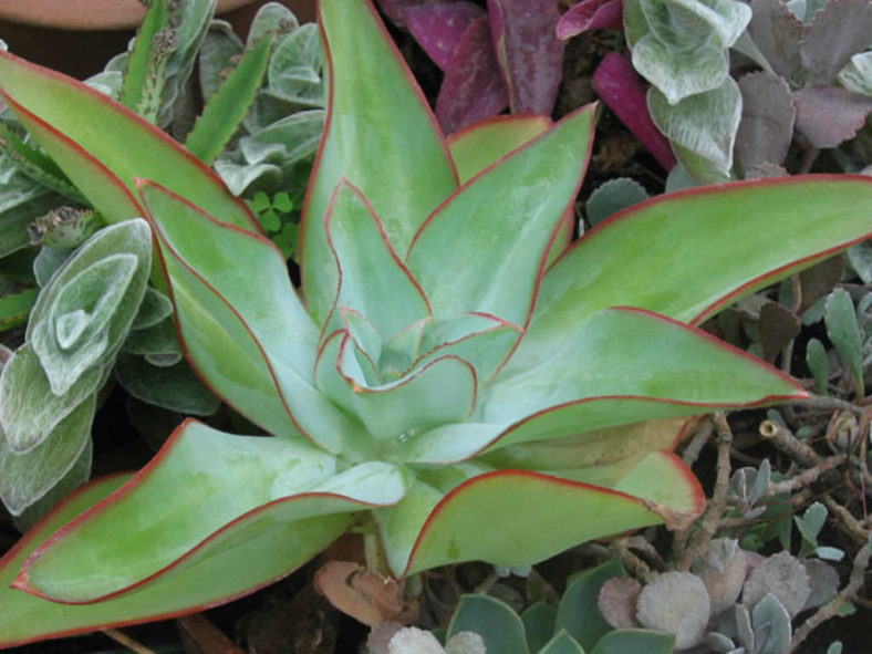 Echeveria subrigida 'Fire and Ice' - Red Edge Echeveria