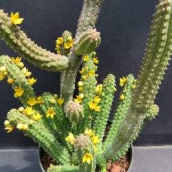 Echidnopsis cereiformis