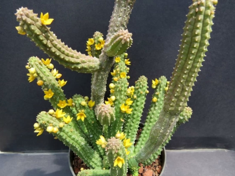 Echidnopsis cereiformis