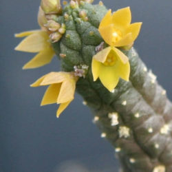 Echidnopsis cereiformis