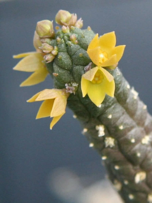 Echidnopsis cereiformis