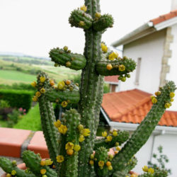 Echidnopsis cereiformis