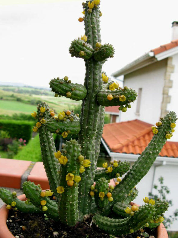 Echidnopsis cereiformis