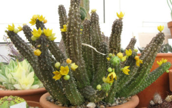 Echidnopsis cereiformis Echidnopsis cereiformis