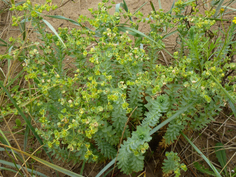 Euphorbia paralias, commonly known as Sea Spurge