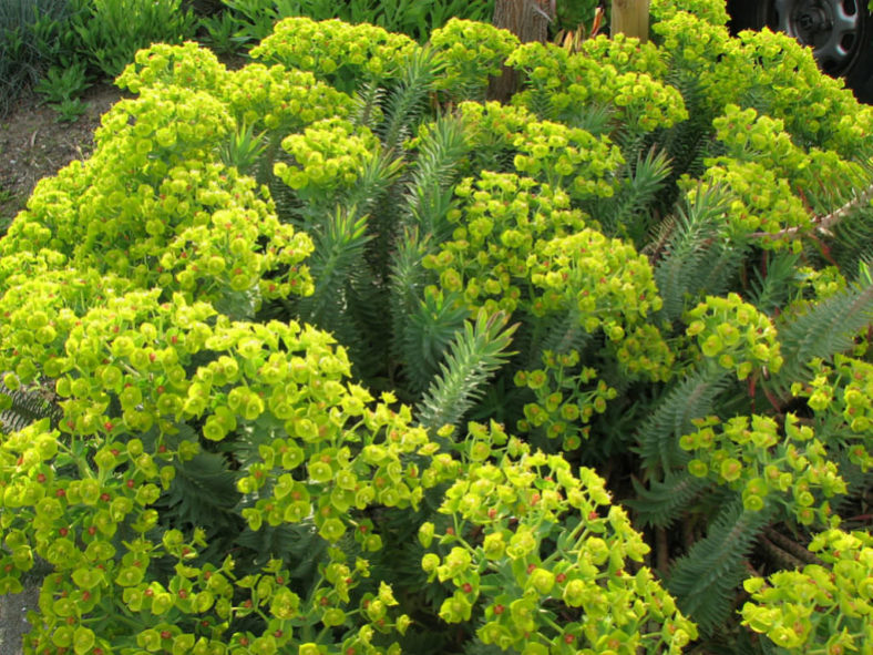 Euphorbia rigida (Upright Myrtle Spurge) aka Euphorbia biglandulosa