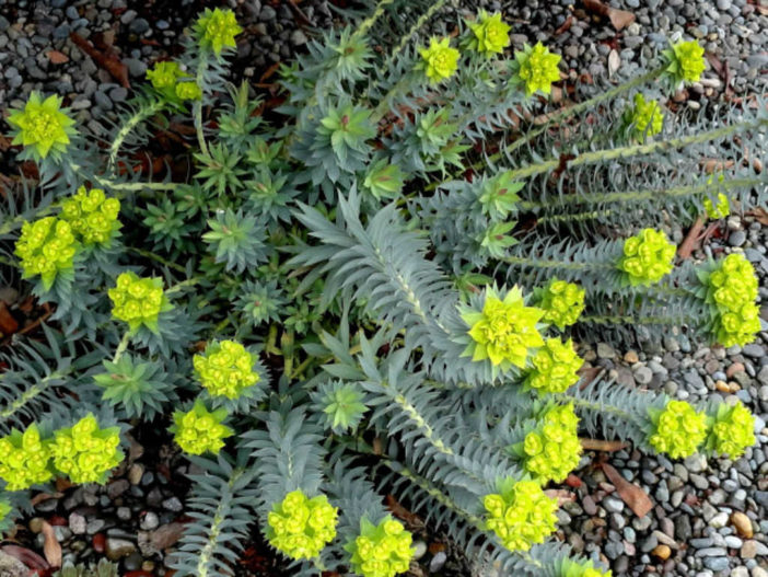 Euphorbia rigida (Upright Myrtle Spurge) aka Euphorbia biglandulosa