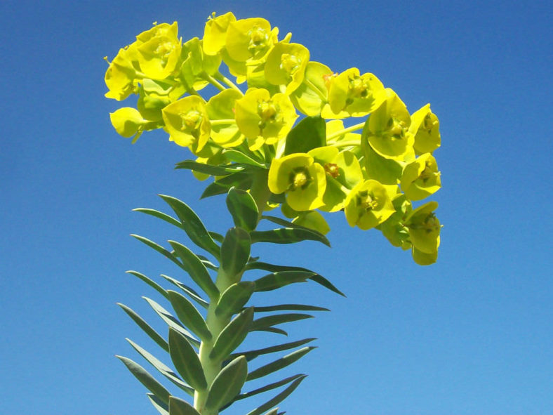 Euphorbia rigida (Upright Myrtle Spurge) aka Euphorbia biglandulosa