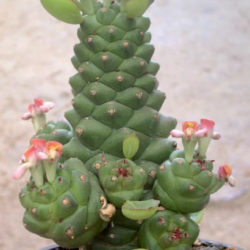 Euphorbia ritchiei subsp. nyambensis