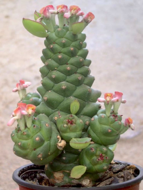 Euphorbia ritchiei subsp. nyambensis