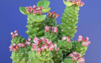 Euphorbia ritchiei subsp. nyambensis Euphorbia ritchiei subsp. nyambensis
