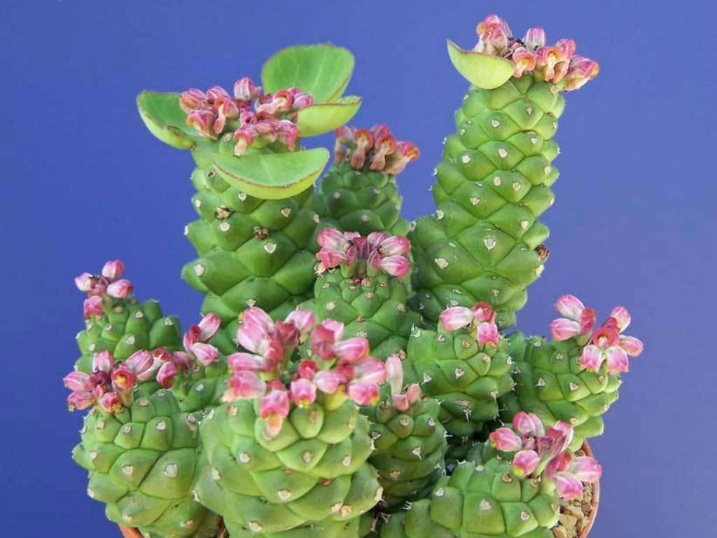 8CM Succulent Cactus Plant Monadenium Ritchiei Hybrid Euphorbia Cactaceae Rare 