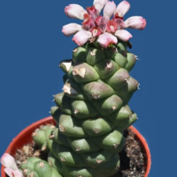 Euphorbia ritchiei subsp. nyambensis