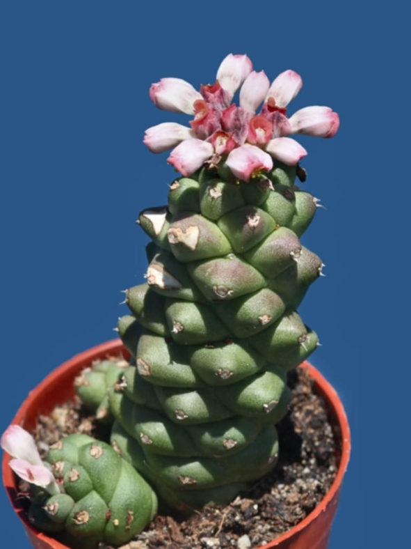 Euphorbia ritchiei subsp. nyambensis