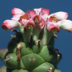 Euphorbia ritchiei subsp. nyambensis