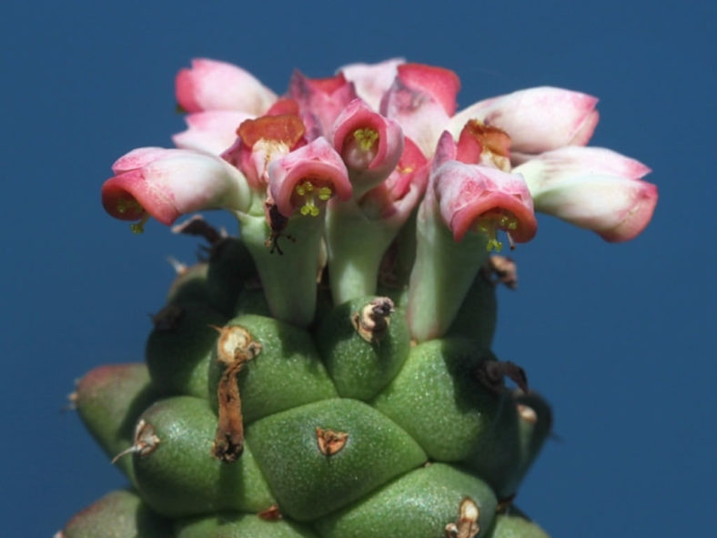 Euphorbia ritchiei subsp. nyambensis